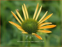 Echinacea purpurea 'Now Cheesier'