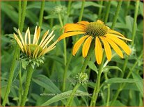 Echinacea purpurea 'Now Cheesier'