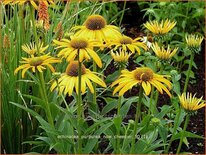 Echinacea purpurea 'Now Cheesier'