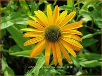 Echinacea purpurea 'Now Cheesier'