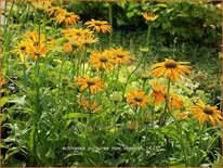 Echinacea purpurea 'Now Cheesier'