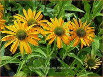 Echinacea purpurea 'Now Cheesier'