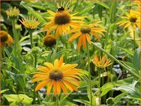 Echinacea purpurea 'Now Cheesier'