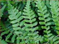 Dryopteris championii