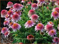 Echinacea purpurea &#39;Butterfly Kisses&#39;