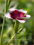 Dianthus deltoides &#39;Arctic Fire&#39;