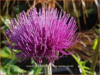 Cirsium rivulare &#39;Trevor&#39;s Blue Wonder&#39;