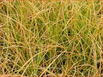 Carex testacea