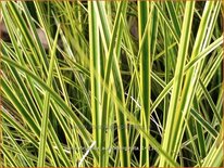 Carex brunnea &#39;Aureomarginata&#39;