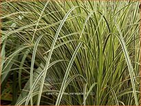 Carex brunnea 'Variegata'