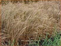 Carex comans 'Bronco'