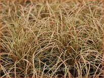 Carex comans 'Bronco'