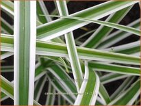 Carex oshimensis &#39;Everest&#39;