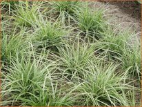 Carex oshimensis &#39;Everest&#39;