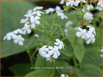 Brunnera macrophylla 'Jennifer'