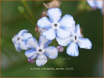 Brunnera macrophylla 'Jennifer'