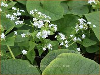 Brunnera macrophylla 'Jennifer'