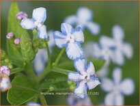 Brunnera macrophylla 'Jennifer'