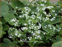 Brunnera macrophylla 'Jennifer'