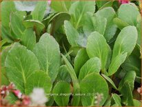 Bergenia &#39;Dragonfly Sakura&#39;