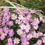 Aster 'Wood's Pink'