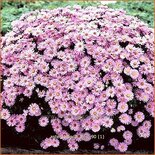 Aster 'Wood's Pink'