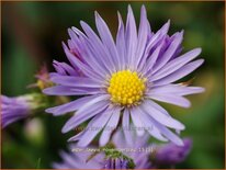 Aster laevis 'Novemberblau'