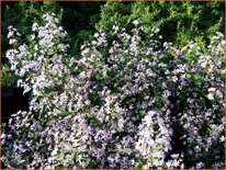 Aster cordifolius &#39;Bluetenregen&#39;