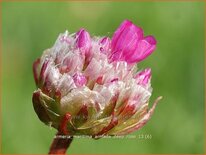 Armeria maritima &#39;Armada Deep Rose&#39;