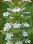 Ajuga reptans 'Alba'