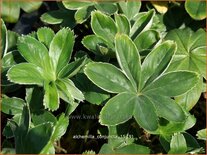 Alchemilla conjuncta