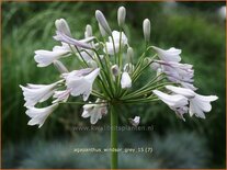 Agapanthus 'Windsor Grey'