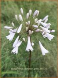 Agapanthus 'Windsor Grey'