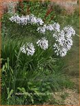 Agapanthus 'Windsor Grey'