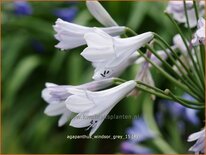 Agapanthus 'Windsor Grey'