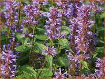 Agastache &#39;Purple Haze&#39;