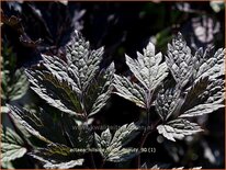 Actaea 'Hillside Black Beauty'