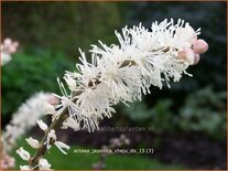 Actaea japonica 'Cheju-do'