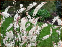 Actaea japonica 'Cheju-do'