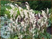 Actaea japonica 'Cheju-do'