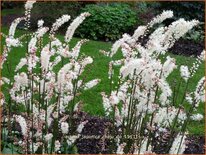 Actaea japonica 'Cheju-do'