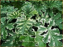 Acanthus &#39;Tasmanian Angel&#39;