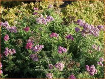 Achillea &#39;Saucy Seduction&#39;