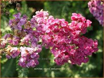 Achillea &#39;Saucy Seduction&#39;