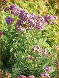 Achillea &#39;Saucy Seduction&#39;