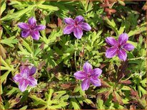 Geranium soboliferum 'Starman'