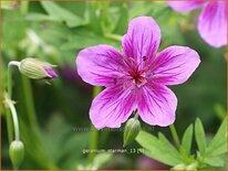 Geranium soboliferum 'Starman'