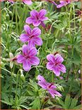 Geranium soboliferum 'Starman'