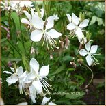 Gaura lindheimeri &#39;Short Form&#39;