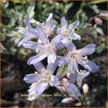 Polemonium reptans 'Touch of Class'